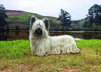 Skye Terrier