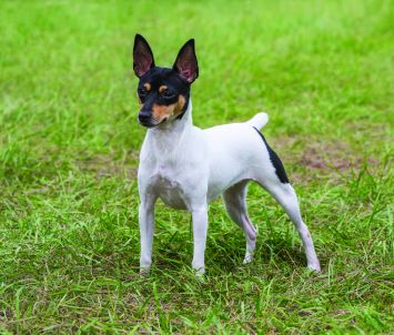 Toy Fox Terrier