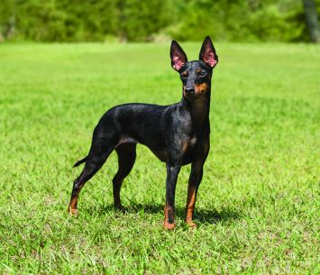 Toy Manchester Terrier