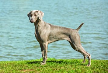 Weimaraner