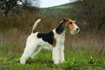 Wire Fox Terrier