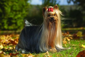 Yorkshire Terrier