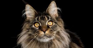 Best Cat Breeds For Kids