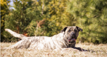 Perro de Presa Canario Dog