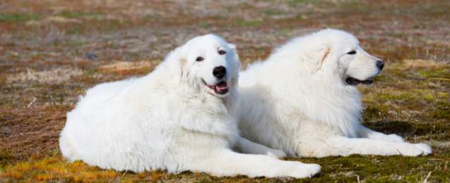 Maremma Sheepdog Dog Breed Profile | Petfinder