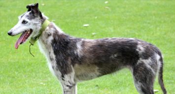 Lurcher