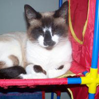 adoption-stories-snowshoe-molly-cecchino2 snowshoe cat winking, adoption story