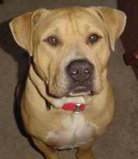 WestNile-Dog-TX1243.17785480-1-x dogs and west nile virus