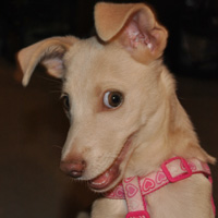 small blonde dog looking at the camera Karlee posing
