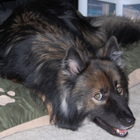 Sebastian relaxing Large brown dog relaxing