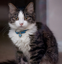 2Blog-litterboxNC591.18197790-1-x Maine Coon Kitten with blue collar and tag staring at the camera