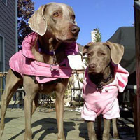 Two weimaraners in pink coats