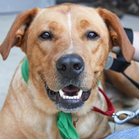 ASDM-dog-WinstonDC20.23343332-1-x tan dog looks at the camera