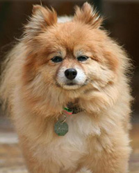 Tan Pomeranian looks at the camera