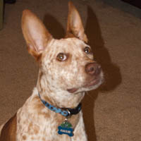 Red heeler dog