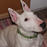 Bull Terrier