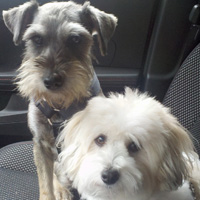 Miniature Schauzer and Coton De Tulear