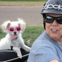 Maltese on motorcycle