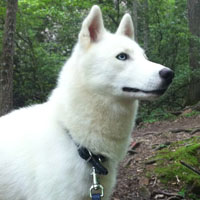 siberian husky
