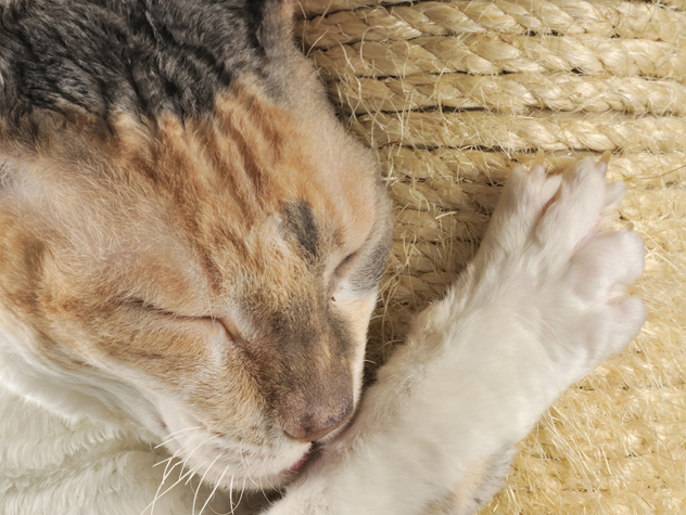 Why Do Cats Scratch The Floor Around Their Litter Box Why Do Cats Scratch The Floor Around Their Litter Box