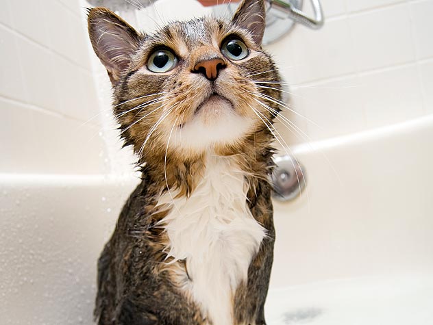 Giving Cats Flea Baths Giving Cats Flea Baths