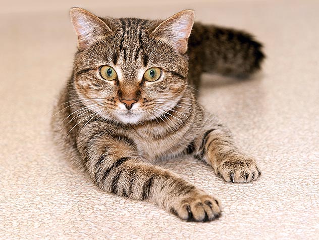 Best Canned Cat Food For Older Cats Best Canned Cat Food For Older Cats