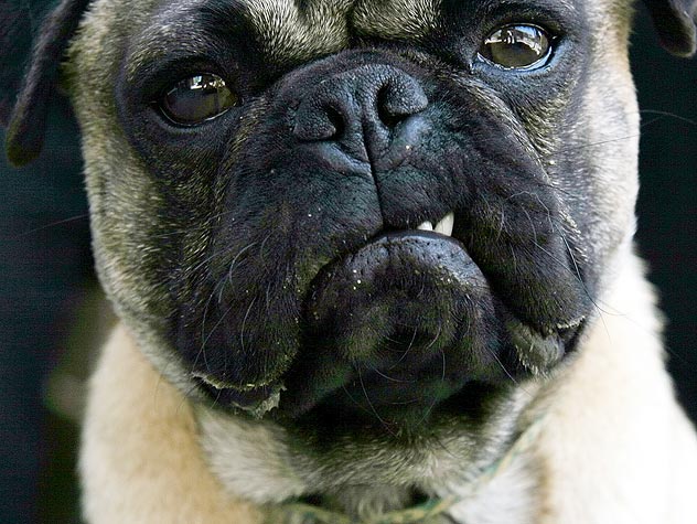 how to stop food aggression in puppies food aggression petfinder how to stop food aggression in puppies food aggression petfinder
