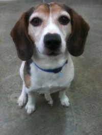 Beagle
