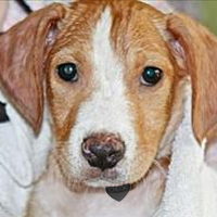 doddy2 brown and white dog