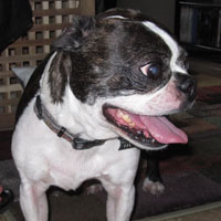 Guiness, Boston Terrier