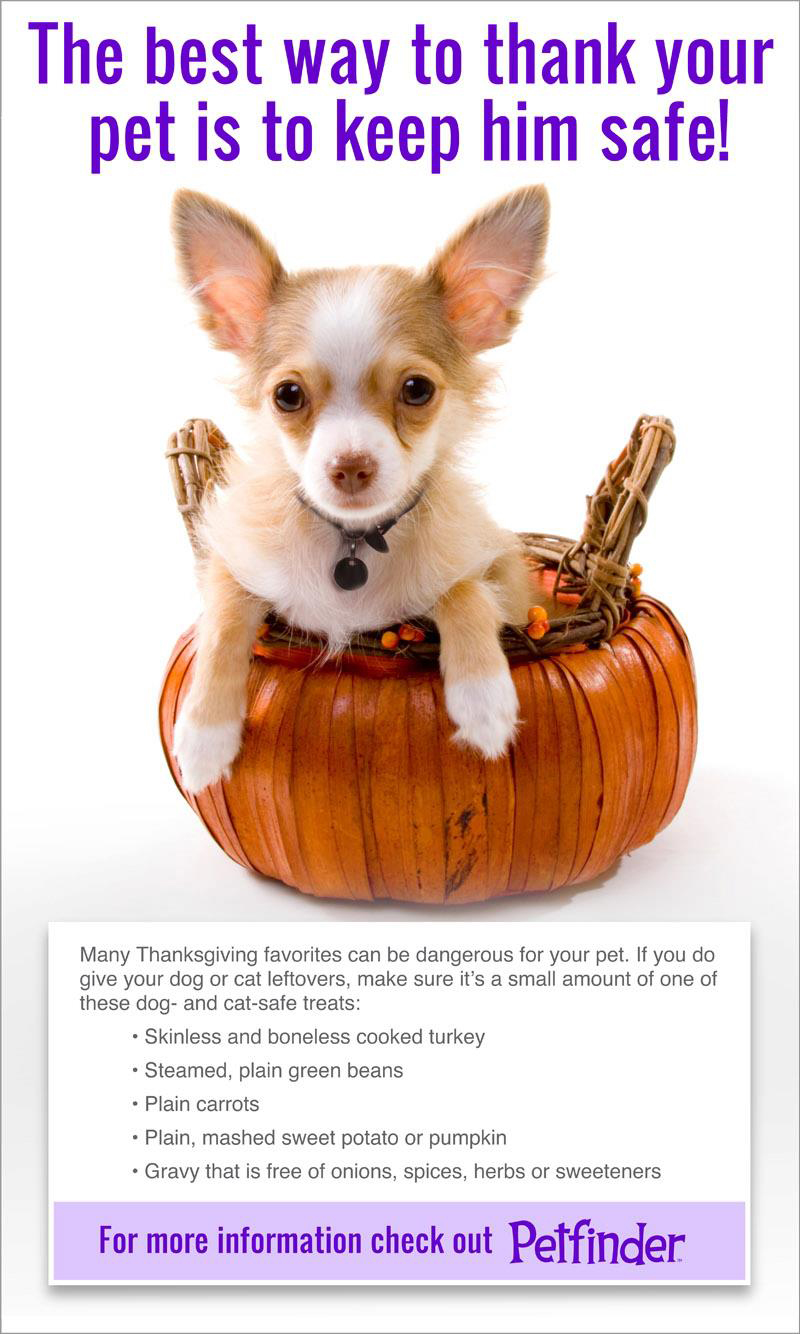Food To Give A Small Dog With An Upset Stomach Food To Give A Small Dog With An Upset Stomach