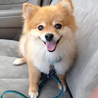 Izzy, the Pomeranian