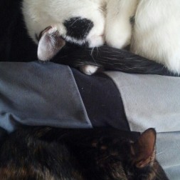 My two cats are getting along better than ever.