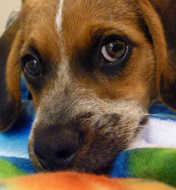 Penny the Beagle mix