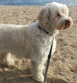 Wheaten Terrier mix