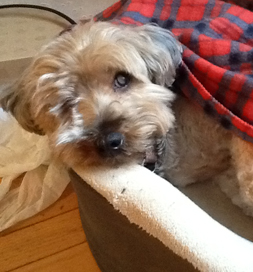Blind Yorkie mix, Teddy