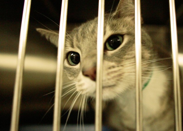 LakeCountyCat cat waiting to be adopted