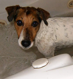 Ernie the Jack Russell Terrier
