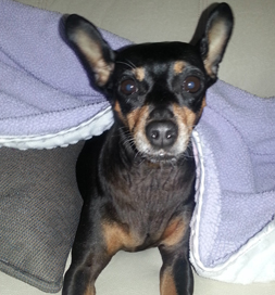 Lucy the Min Pin