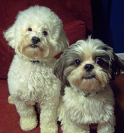 Bo and Ty's photo