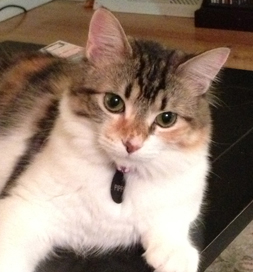 cat-adoption-pippi-green copy Pippi the cat