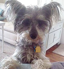 dog-adoption-poodle-schnauzer-clementine-baldwin Clementine the therapy dog