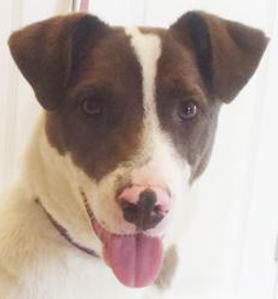 dog-adoption-scrappy-nc Scrappy the dog