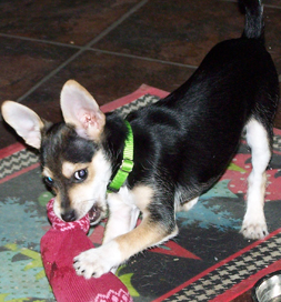 Pippin, an adopted Yorkie mix