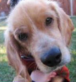 dog-adoptable-mackenzie brown dog