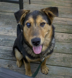 dog-adoption-german-shepherd-tank-muraco Tank, a German Shepherd