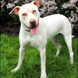 dog--pit-bull-shite-26101063-1-orig White Pit Bull