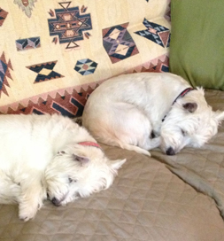 dog-adoption-.west-highland-terrier-fritz-arena Two Westies sleeping