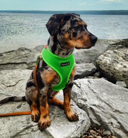 dog-adoption-catahoula-leopard-dog-raleigh-fultz Raleigh, a Catahoula Leopard dog