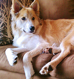 dog-adoption-collie-remi-riggsbee Remi, a collie mix
